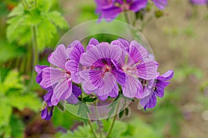 Geranium Ãâ magnificum, purple davit, purple blue flowers with darker veins before sunset photo